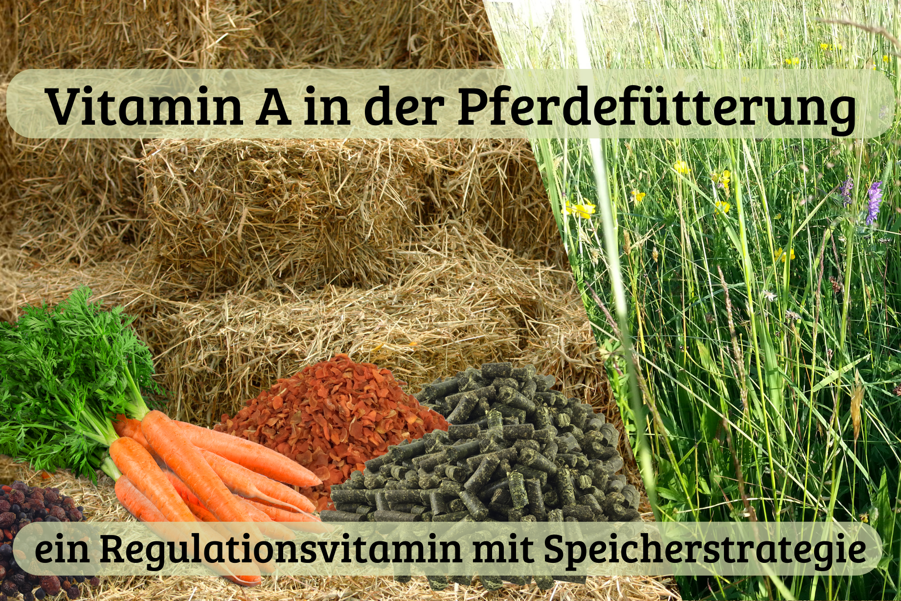 Vitamin A in der Pferdefütterung – ein Regulationsvitamin mit Speicherstrategie