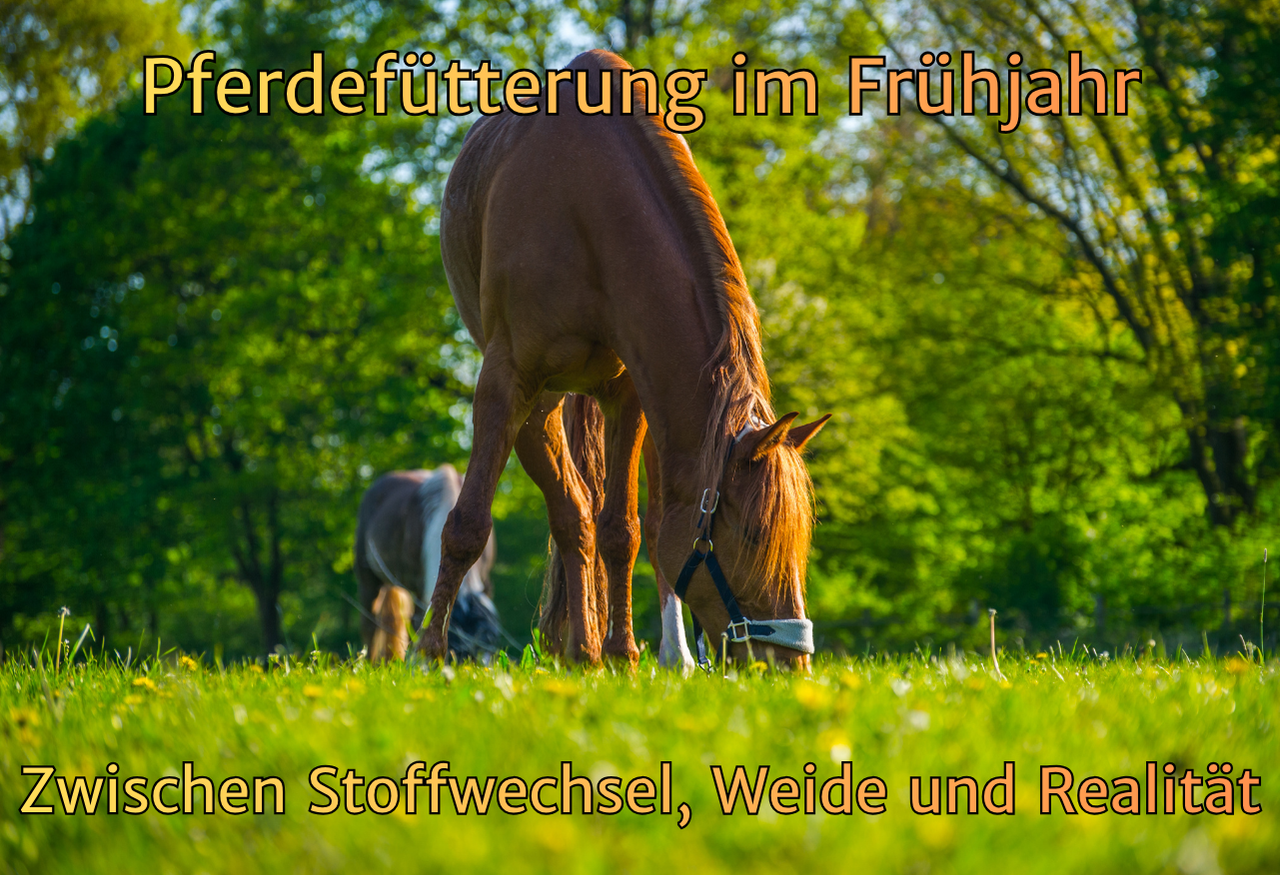 Pferdefütterung im Frühjahr: Zwischen Stoffwechsel, Weide und Realität