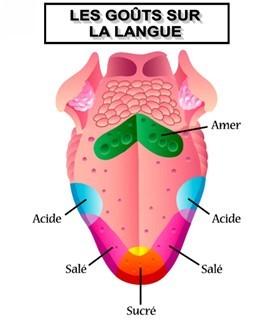 A Quoi Servent Les Cinq Sens 1 Minute De Sciences