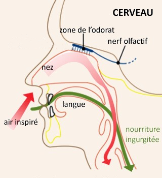 A Quoi Servent Les Cinq Sens 1 Minute De Sciences