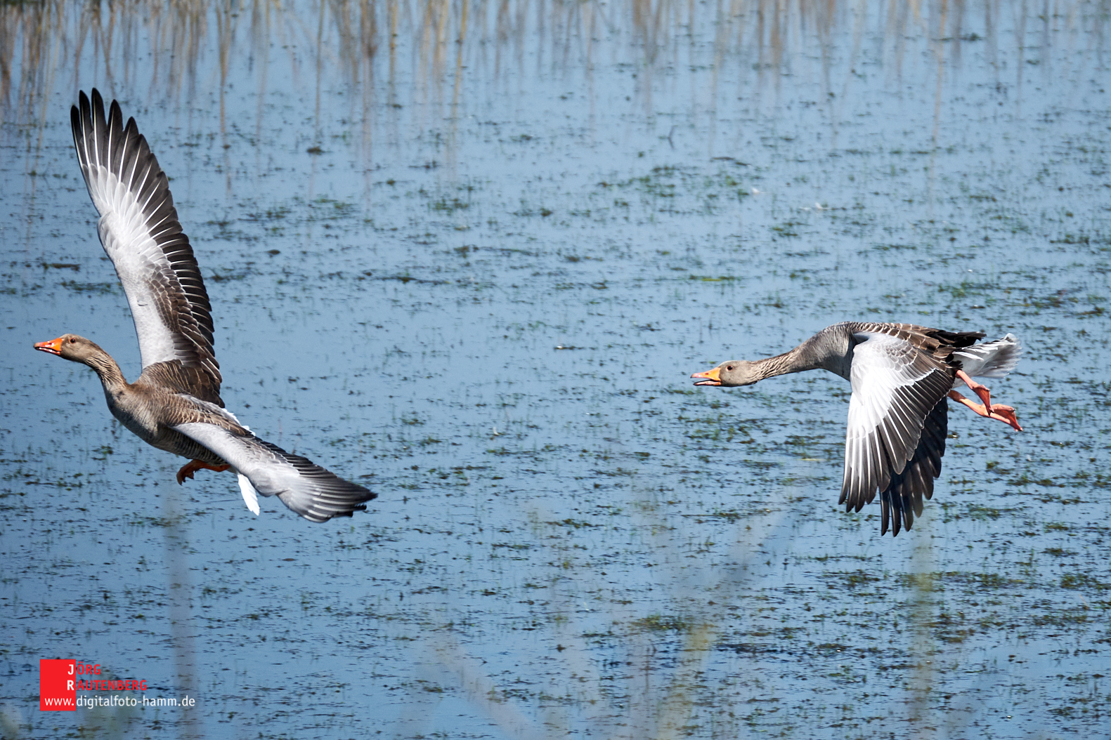 Naturschutzgebiet Lippeaue Fotografie aus Hamm und Umgebung