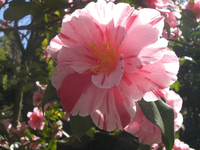 Die Camelienblüte im Frühjahr 