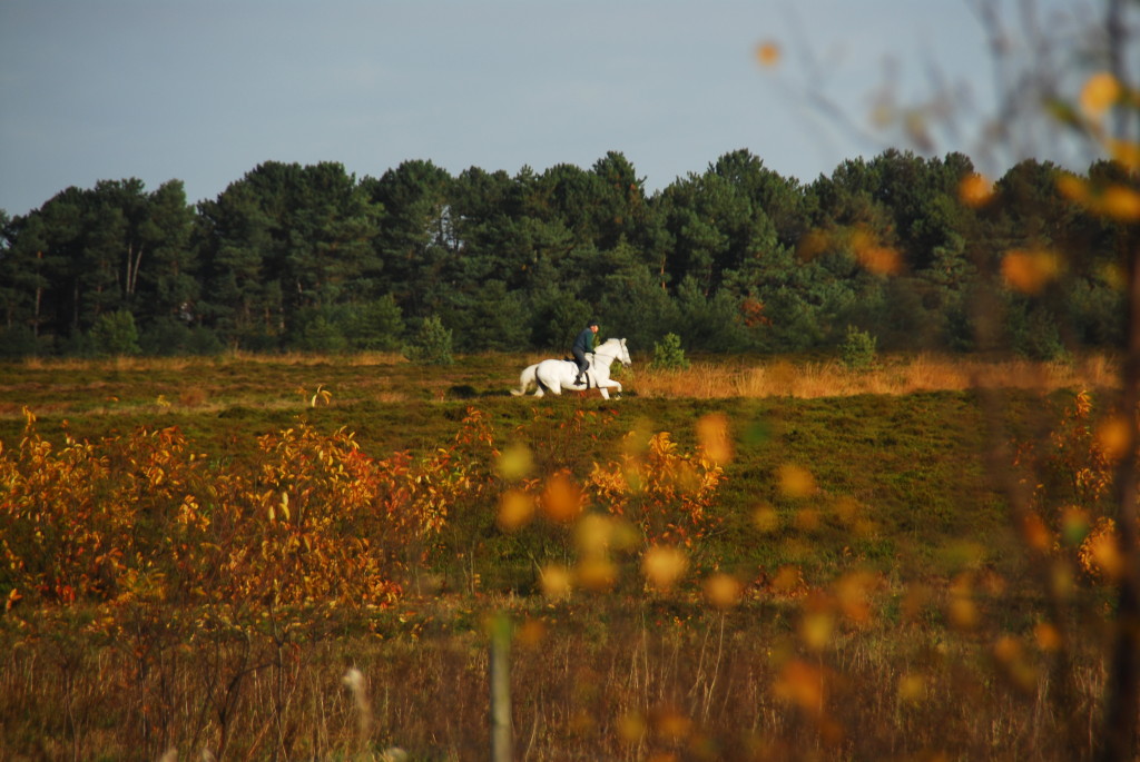 BerenschArensch touristicverband Cuxhaven