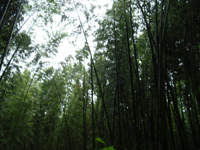 竹林公園６