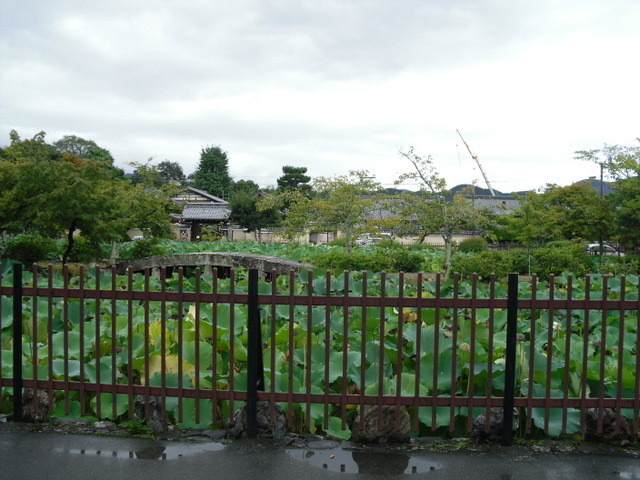 渡月橋から竹林への道中３
