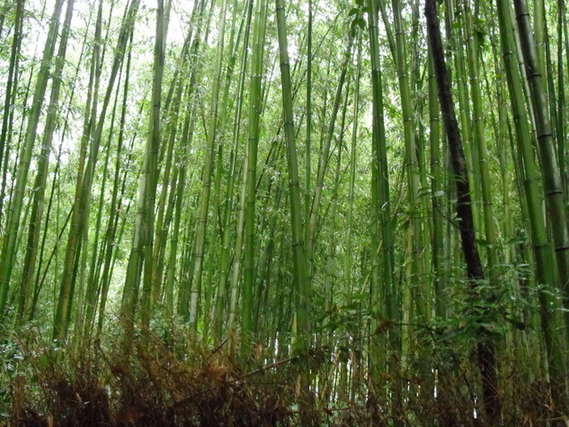 竹林公園２