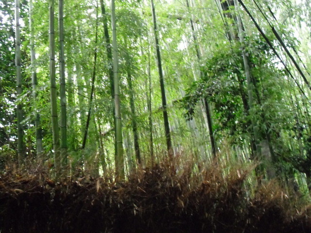 竹林公園３