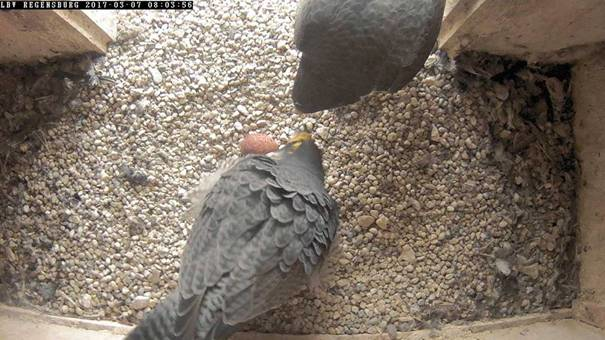  Startseite facebook-Seite KG facebook-Seite Wanderfalke Fotopirsch des Jahres 2017 Wanderfalken Turmfalken Mit Heinz Ehrsam unterwegs in Regensburgs Umgebung Am Vogelhaus zu Gast Termine Nachrichten Aktivitäten Veranstaltungen Vogelstation Regenstauf Run