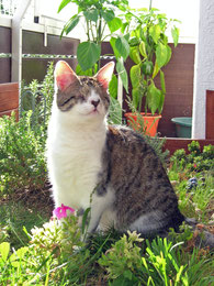 Blinde Katze, sitzend im Blumenbeet