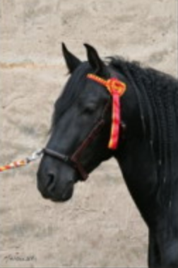 Arthrose et émotions chez un cheval
