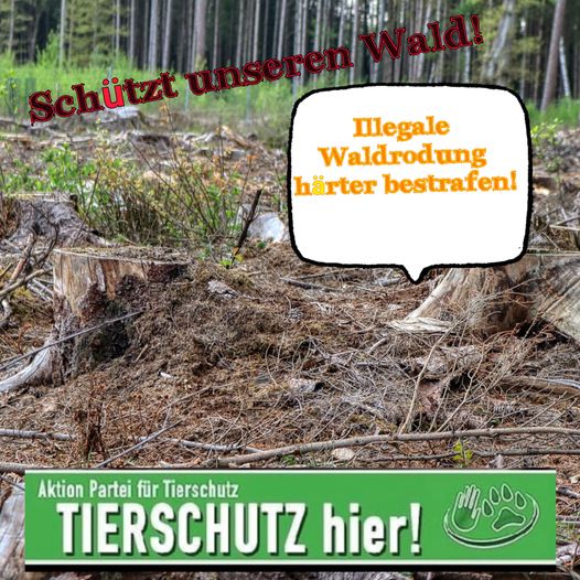 #305 Illegale Waldrodungen häufen sich