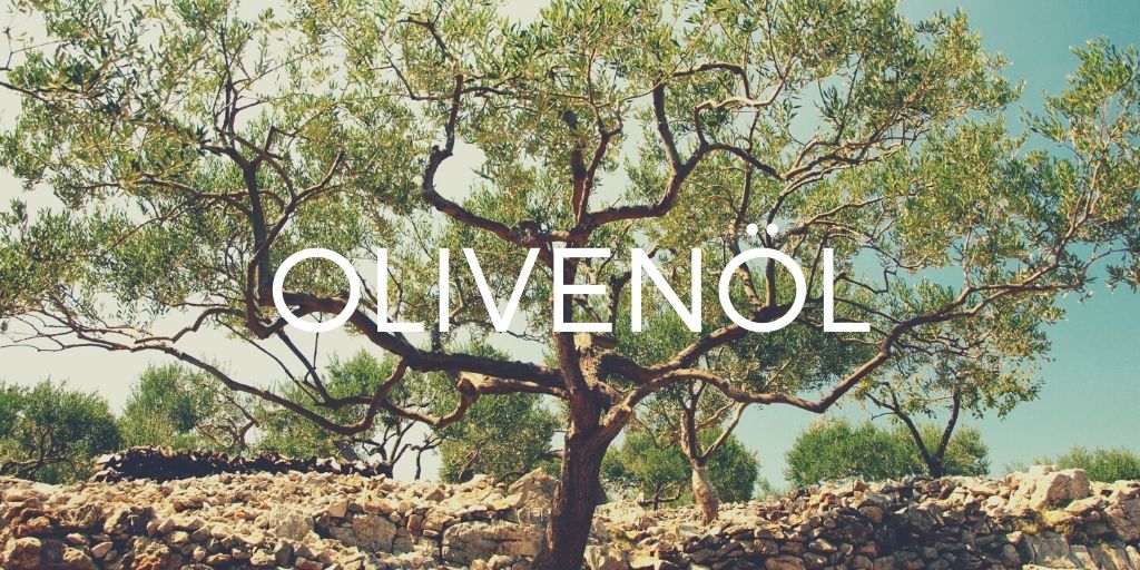 Olivenbaum in Dalmatien