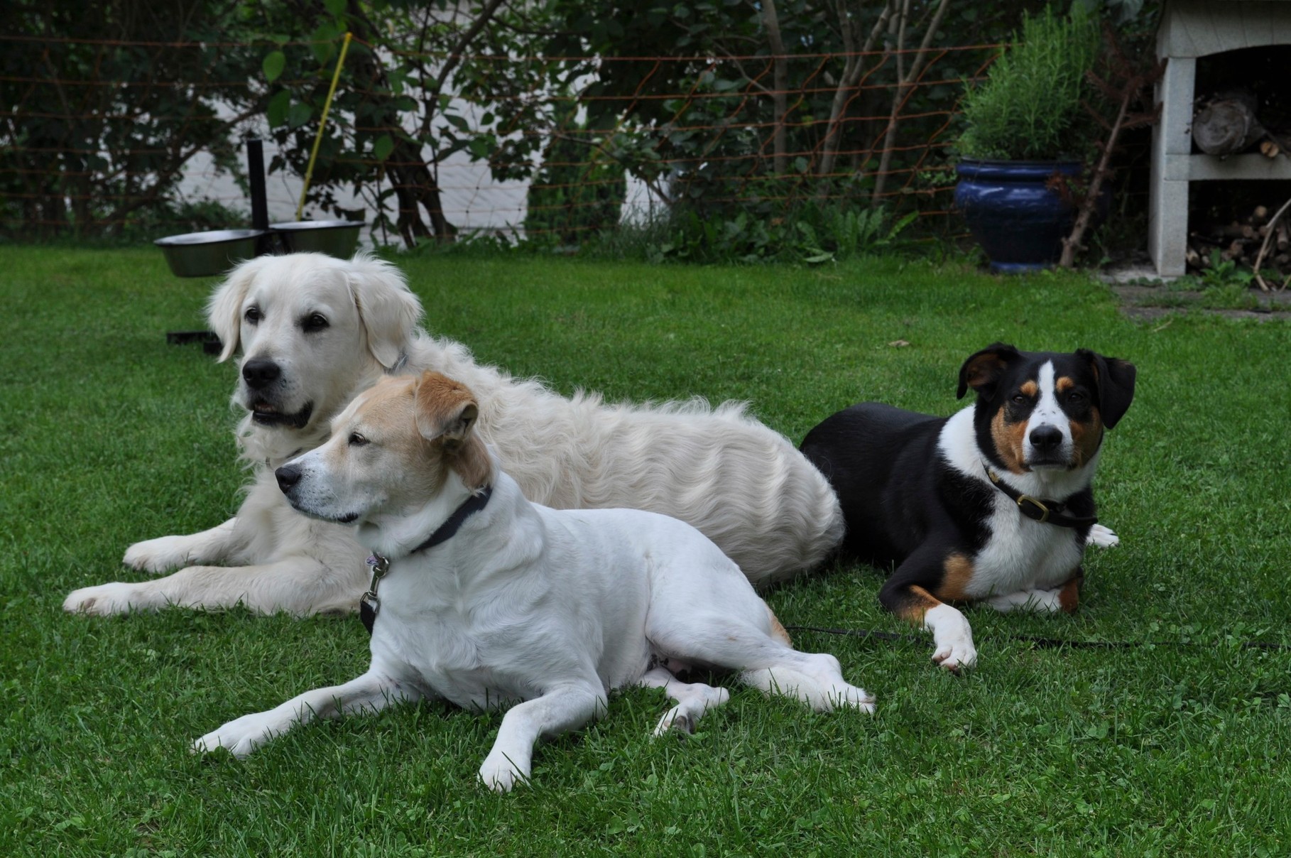 Samba, Buni und Rocky, nach dem spazieren etwas ausruhen!