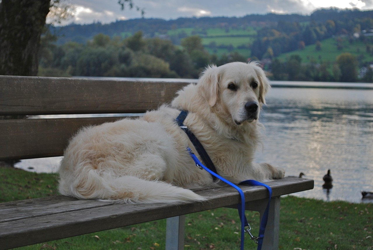 Samba am Baldeggersee