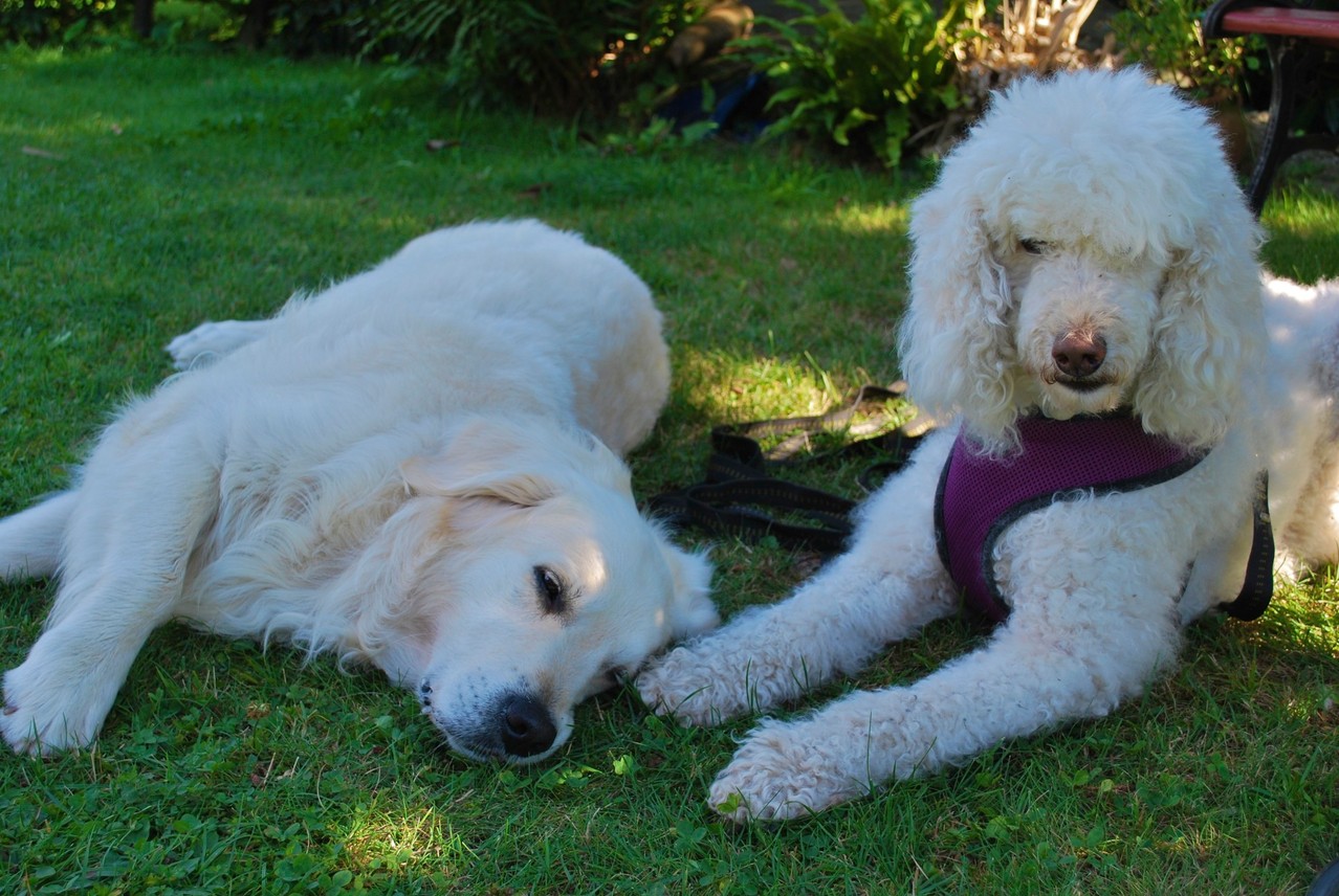 Heute ist es am schönsten im Schatten. (Samba mit Jeani)