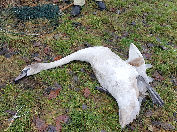 Höckerschwan, der von einem Angelhaken befreit wurde