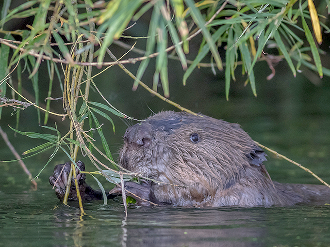 Biber © NABU/M.Scharping