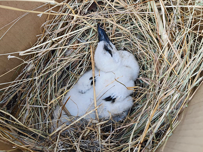 Junger Weißstorch
