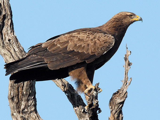 Schreiadler © B.U. Meyburg