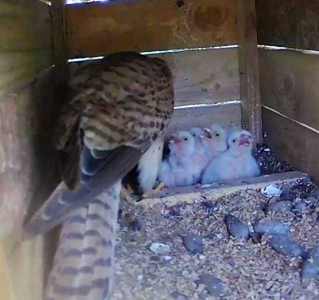 Weibchen füttert die Jungen