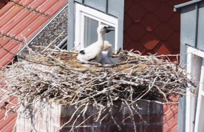 Kremmen