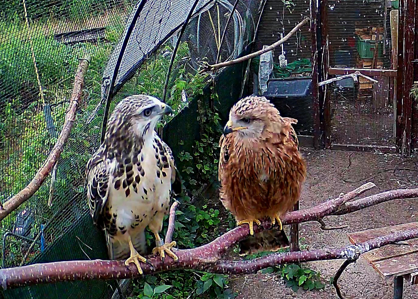Mäusebussard & Rotmilan