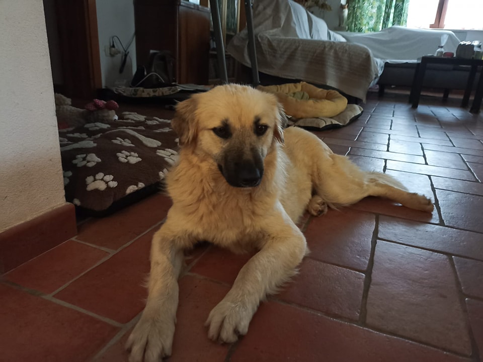 Gemma