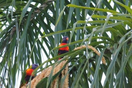 echte Papageien in freier Natur