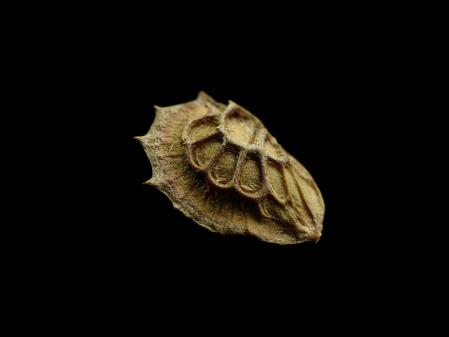 Onobrychis viciifolia - Esparsette