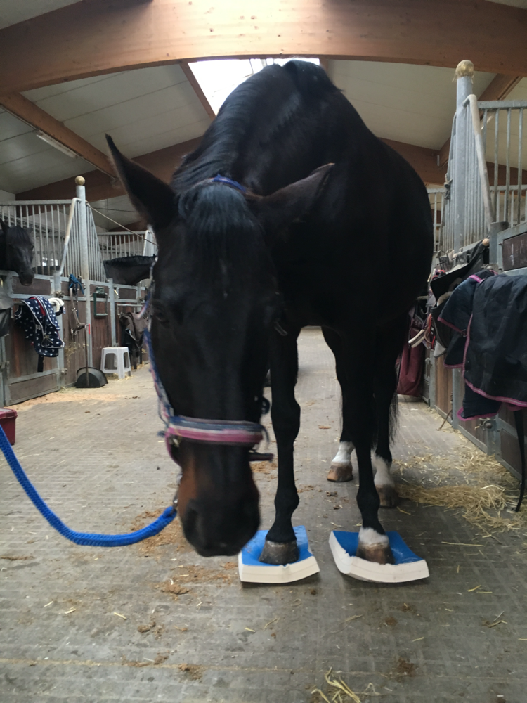 Sure Foot ®️ Equine Stability Pads Michaela Grau * Osteopathie