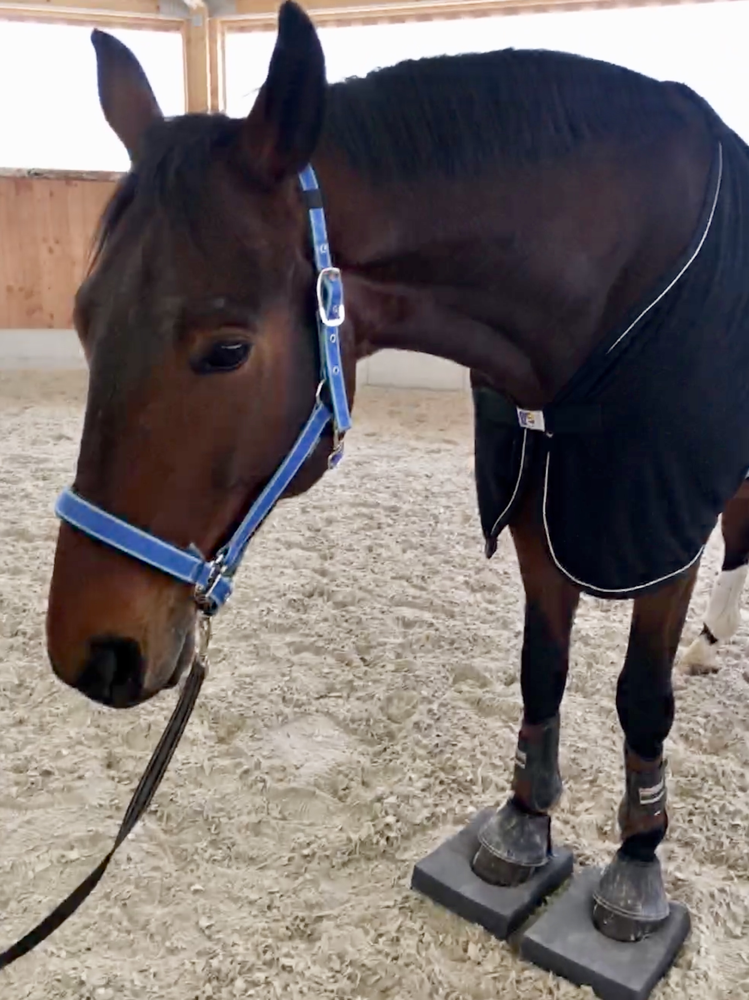 Sure Foot ®️ Equine Stability Pads Michaela Grau * Osteopathie