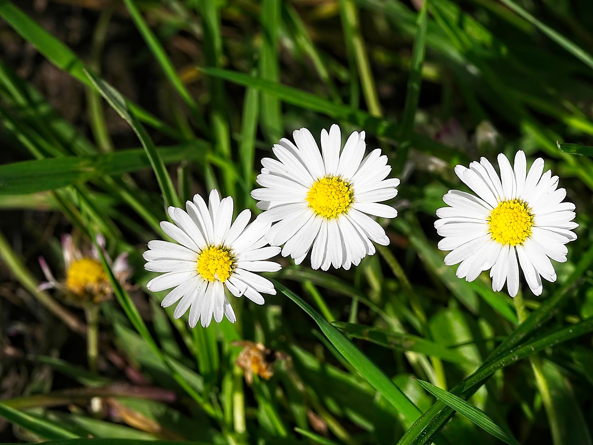 Gänseblümchen