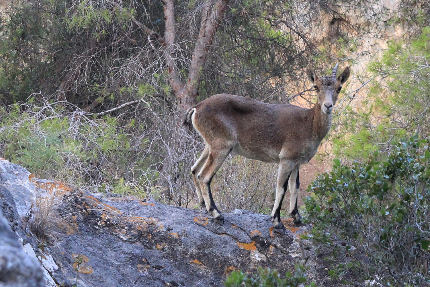 A Mountain Goat in Natural Park de Maro Cerro Gordo