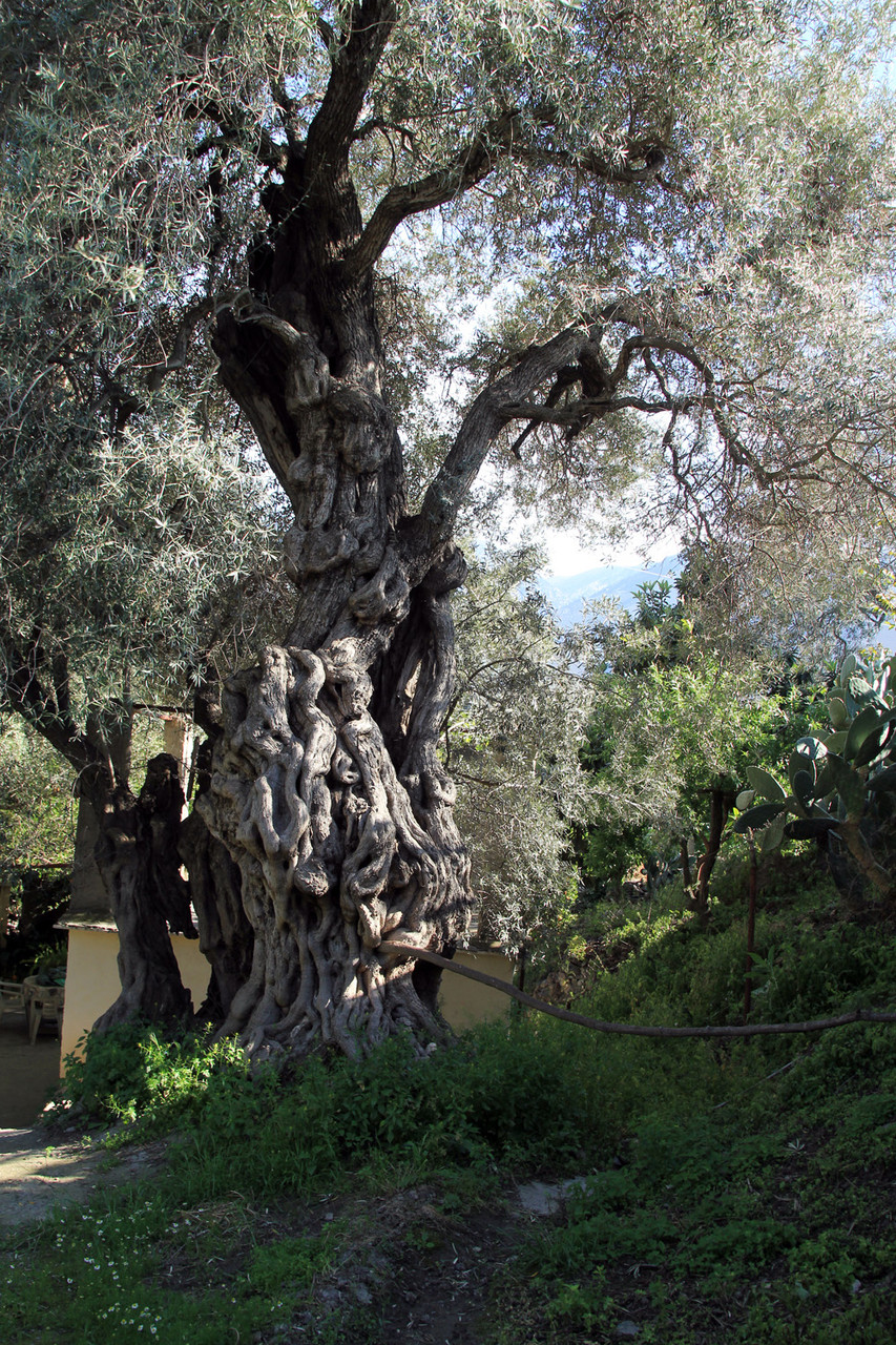 Olive Tree of hundreds of Years Old