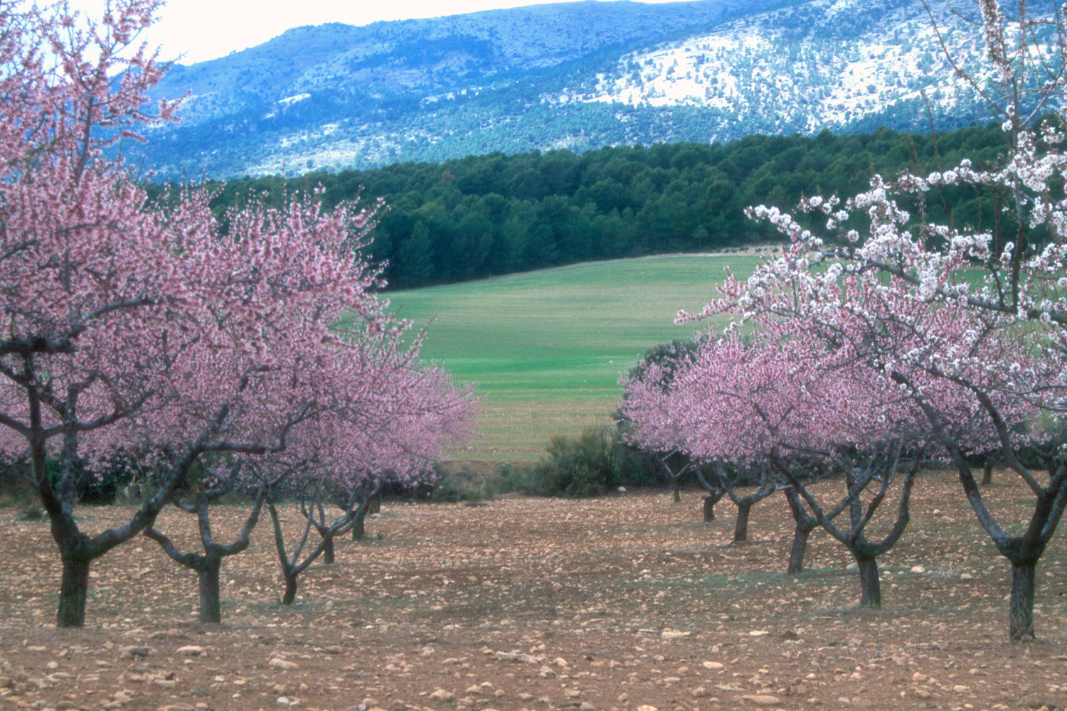 Flowered Almond Trees - Huéscar