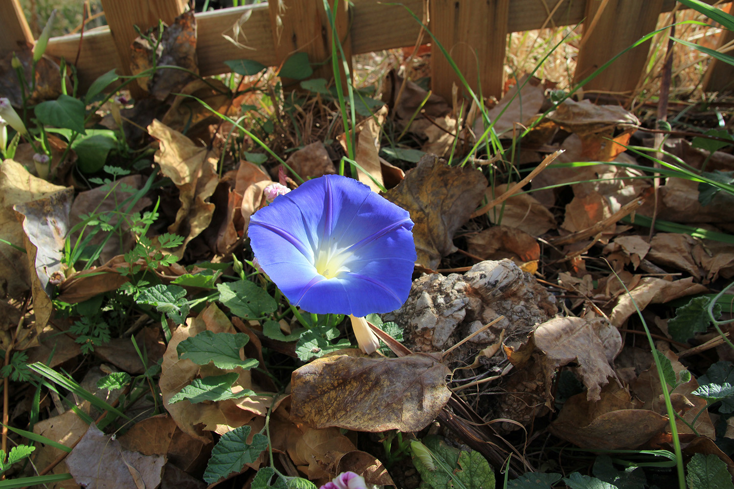 Garden detail