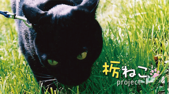 栃ねこ Project ようこそ Design Art Printing Jimdoページ 栃ねこ Project ようこそ Design Art Printing Jimdoページ