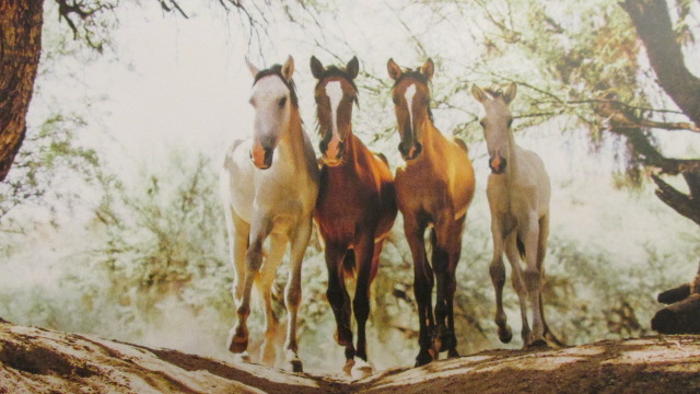 Pferde stehen für die Ahnen und zeigen auf, wenn etwas in der Familie festgefahren ist.