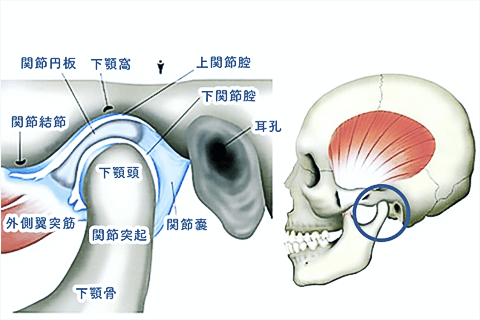 歯学部進級対策：口腔解剖学・口腔組織学