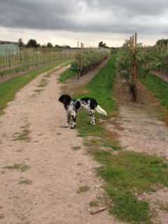 Bosse (08/2014)
