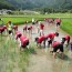 第４回活動　復興米の田んぼにて雑草抜きのお手伝い