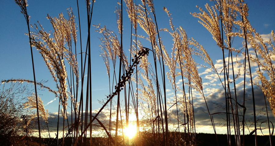 Jetzt Sonne tanken, Feld Sonne blauer Himmel