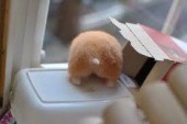 おしり