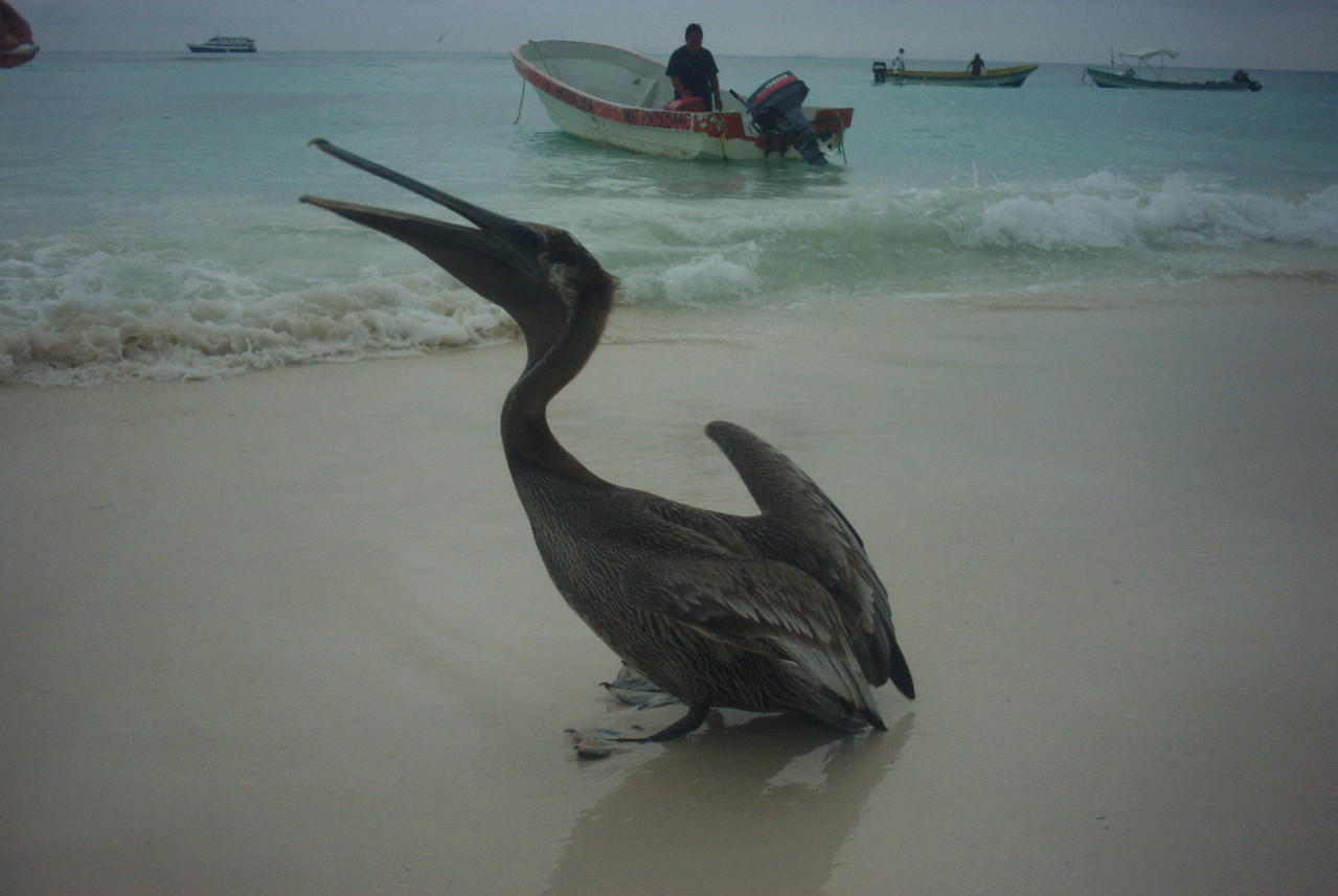 Playa del Carmen - Albertos Scuba