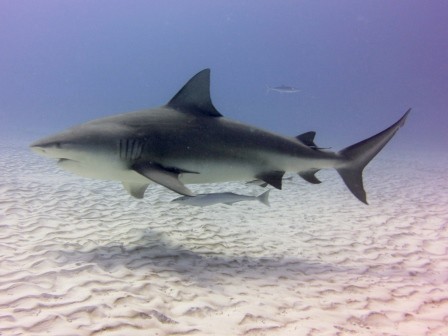 Bull Shark Dive Playa del Carmen - Albertos Scuba