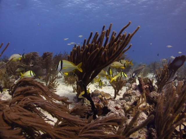 Reef Diving Playa del Carmen - Albertos Scuba