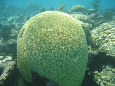 Playa del Carmen Diving- Albertos Scuba