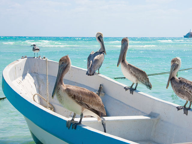 Playa del Carmen - Albertos Scuba