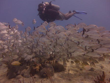 SCUBA Playa del Carmen - Albertos Scuba