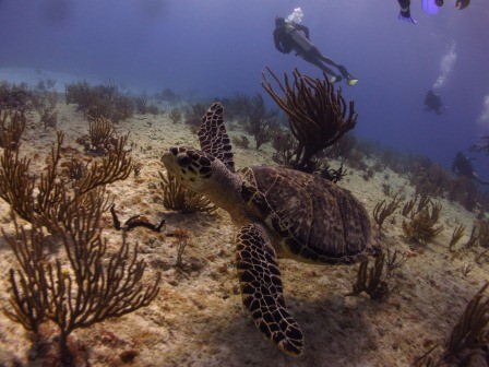 Turtles Dive Playa del Carmen - Albertos Scuba